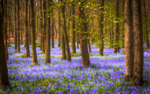 1751239 (a): :1920x1200